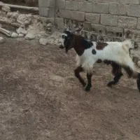 کهره بره|حیوانات مزرعه|اهرم, |دیوار