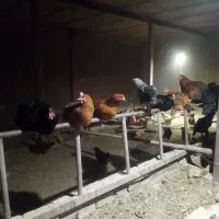 مرغ محلی تخمگذار ضمانتی