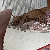 توله پیت بول|سگ|تهران, شارق|دیوار