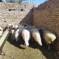 فروشی|حیوانات مزرعه|زید آباد, |دیوار