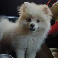 سگ خانگی ماده|سگ|ماکو, |دیوار