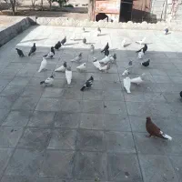 کبوتر پلنگ وملقی