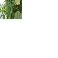 باغ روستای قرمزین|فروش زمین و ملک کلنگی|نوبران, |دیوار