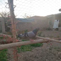 فراری|حیوانات|اردبیل, |دیوار