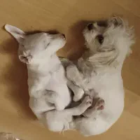 گمشده سگ سمت راست شیتزومالتیز