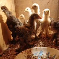 جوجه برهما (امپراطور) اصل