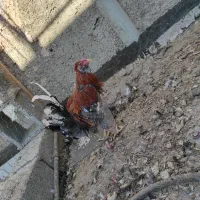 خروس|حیوانات مزرعه|حبیب آباد, |دیوار