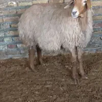 میش|حیوانات مزرعه|تربت‌حیدریه, کوی شهید احمدزاده ملکی|دیوار