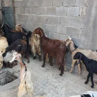 باسلام فروش چند بزو کهره داشتی|حیوانات مزرعه|بندر گناوه, |دیوار