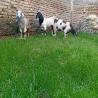 3عددبزغاله چاق خمیر2تانر1ماده باشماره زیرتماس بگیر|حیوانات مزرعه|سیجوال, |دیوار