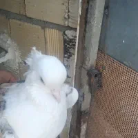 کبوتر خوشونه|پرنده|الشتر, |دیوار