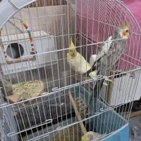 جفت عروس هلندی|پرنده|مشهد, سجادیه|دیوار