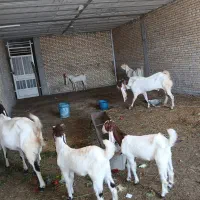 بز چهار قلو زا