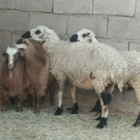 دوتا میش با دوتا کره نر نرماشیر