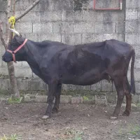 گاو ۶ ماه حامله محلی  گوساله لیشه