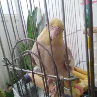 عروس هلندی|پرنده|زنجان, |دیوار