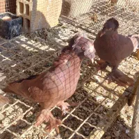 کبوتر راعبی