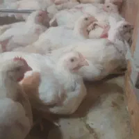 مرغ گوشتی ارگانیک تا ۷روز پایان فروش