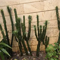 افوربیا چند سر