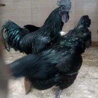 تخم نطفه دار و جوجه نژاد آیام سمانی اندونزی