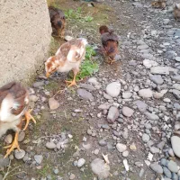 جوجه لاری اصل