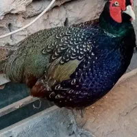 خروس جنگلی پرورشی واسه گوشت واسه درمان بیشتر امراض|حیوانات مزرعه|تربت‌حیدریه, یحیی آباد|دیوار