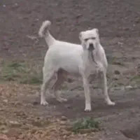 ماده بینظیر نگهبان