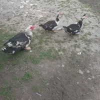 فروش اردک اسرائیلی