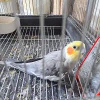 عروس هلندی نر آواز خوان