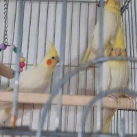 عروس لوتینو آماده|پرنده|قزوین, |دیوار