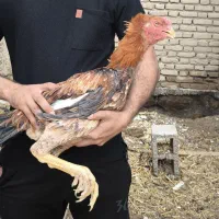 تخم مرغ لاری