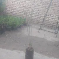 انواع انار سه ساله درشت دونه سیاه