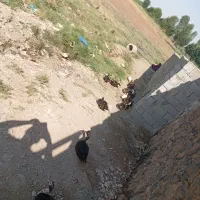 آوردک