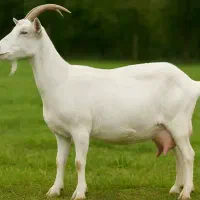 دام. بزغاله گم شده