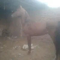 اسب کره