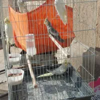 طوطی ، کفش کار