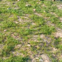 بز نر بز چپش بیگ بزغاله