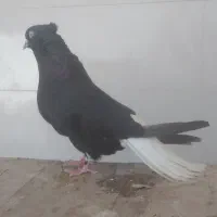 اشعل‌ماده