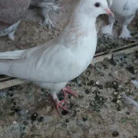 کفتر ی جفت مفلق سفید اصفونی  وبرجی طوقی کاشونی|پرنده|نجف‌آباد, شیخ بهایی|دیوار