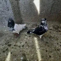 قاره نر کله دار پاکستانی نر پرشی