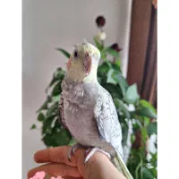 گمشده