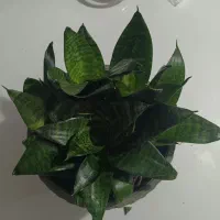 انواع گل|گل و گیاه طبیعی|تالش, هشتپر|دیوار