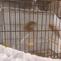 قناری ماده|پرنده|تهران, افسریه شمالی|دیوار