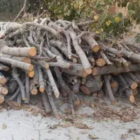 قطع درختان حادثه ساز حرس وسربردار خرید چوب