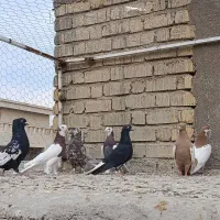 کبوتر|پرنده|شیراز, کرونی(خاتونک)|دیوار