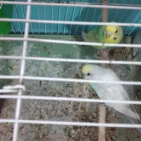 مرغ عشق رنگین کمانی با جوجه|پرنده|محمدیه-قزوین, |دیوار