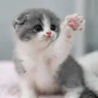 بچه گربه گم شده