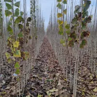 توزیع نهال صنوبر سریع الرشد رقم تجاری|خدمات باغبانی و درختکاری|تربت‌حیدریه, باغ ملی|دیوار