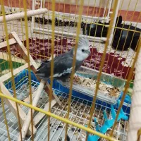 جوجه عروس هلندی|پرنده|قم, زاویه|دیوار