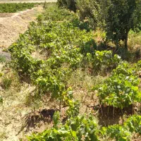 ریشه انگور کشمش|خدمات باغبانی و درختکاری|باروق, |دیوار